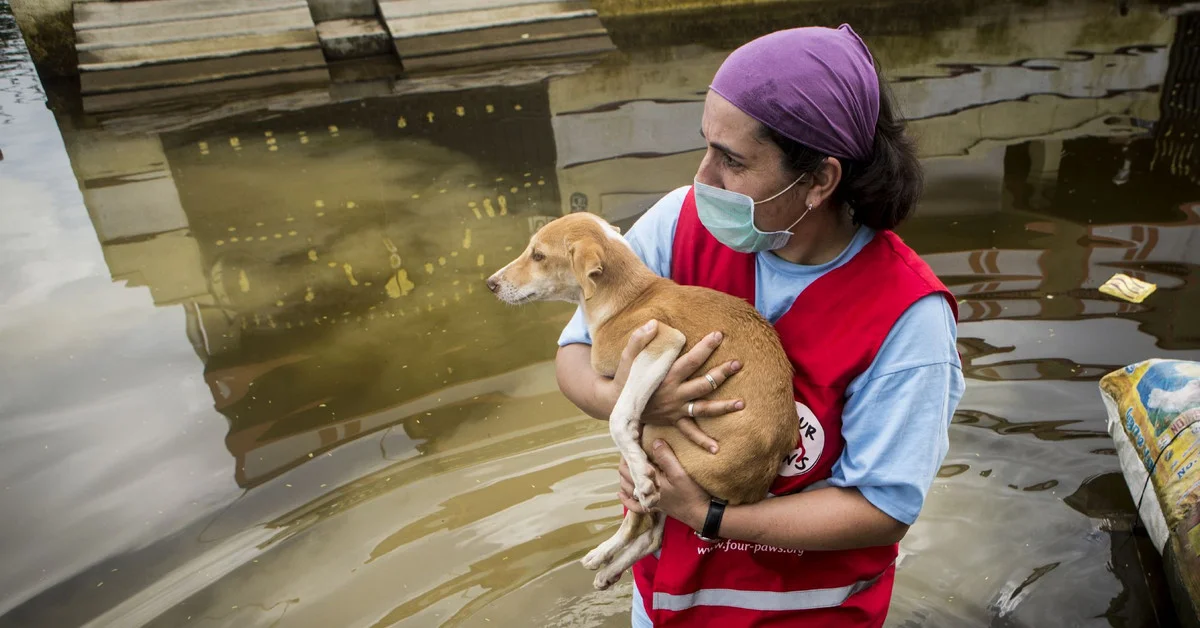 people-helping-animal-friends